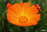 026 Arancione.jpg